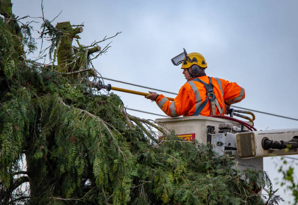 Best Residential Tree Removal  in Roma, TX