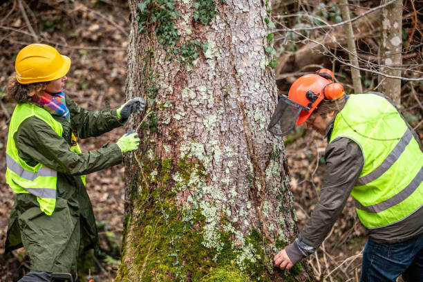 Best Tree Preservation Services  in Roma, TX