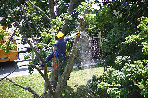 Best Arborist Consultation Services  in Roma, TX