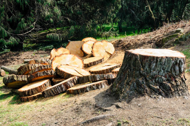 Best Storm Damage Tree Cleanup  in Roma, TX